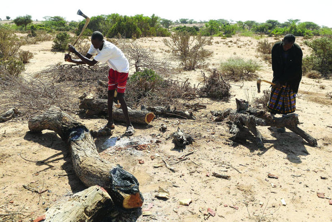 Trees being cutted in Somalia
