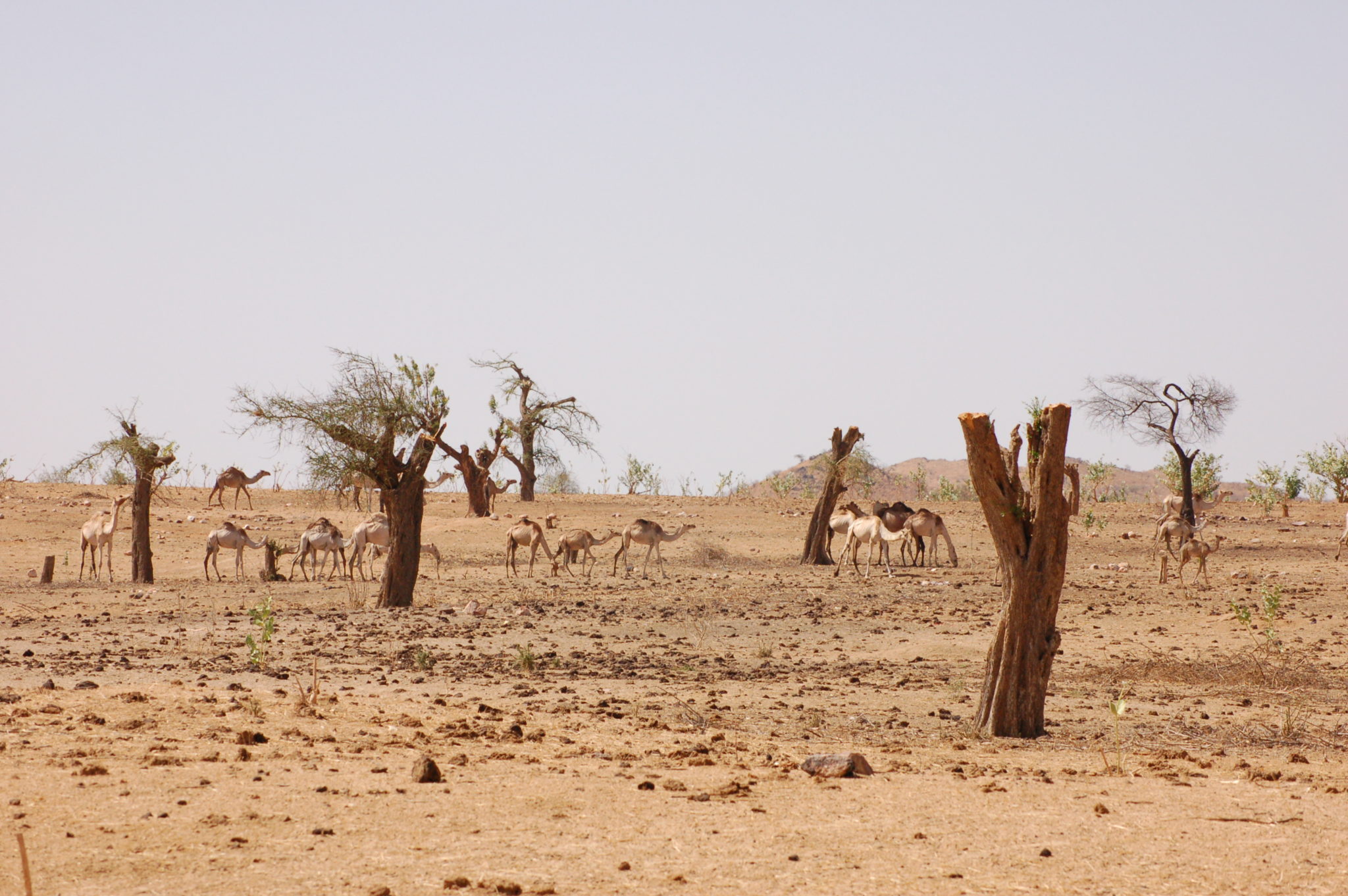 Ekos ry plants in Somalia