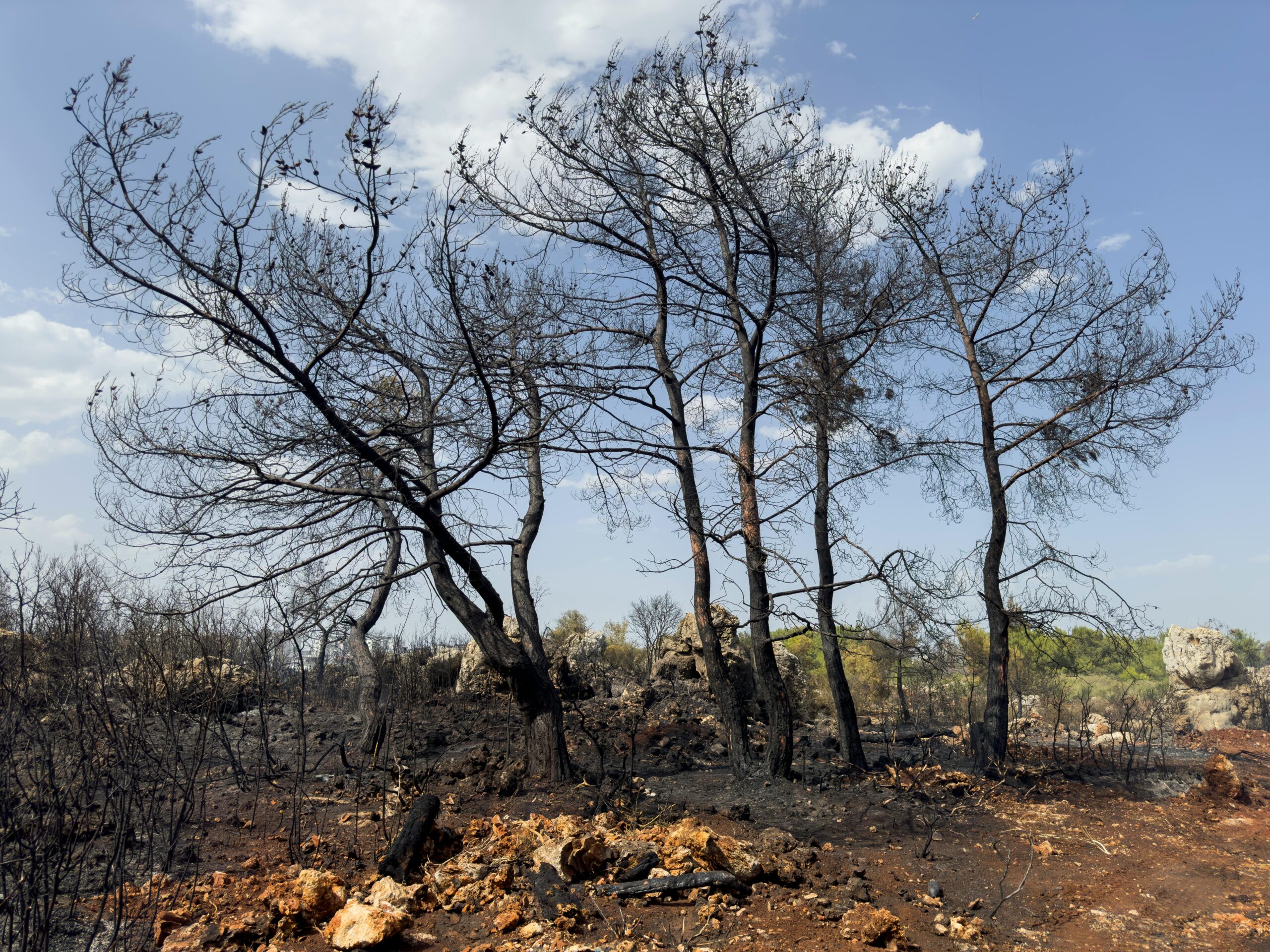 Burned forest with charred trees. Ekos ry