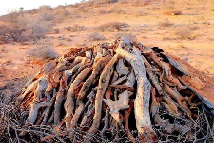 Dried trees about to be burned. Ekos ry
